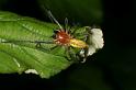 Cheiracanthium_erraticum_D5003_Z_90_Les Gris_Frankrijk